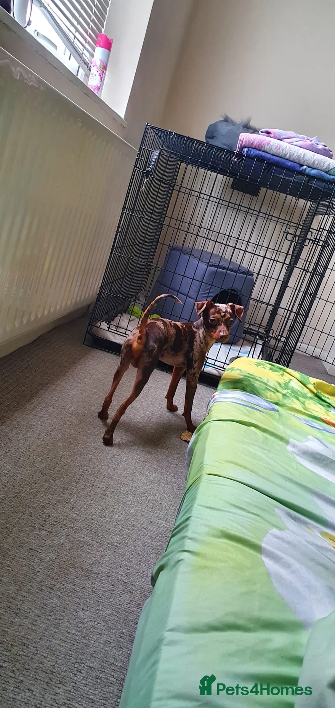Russian Toy Terrier dogs for stud: PRAGUE RATTER boy for stud - Advert 14