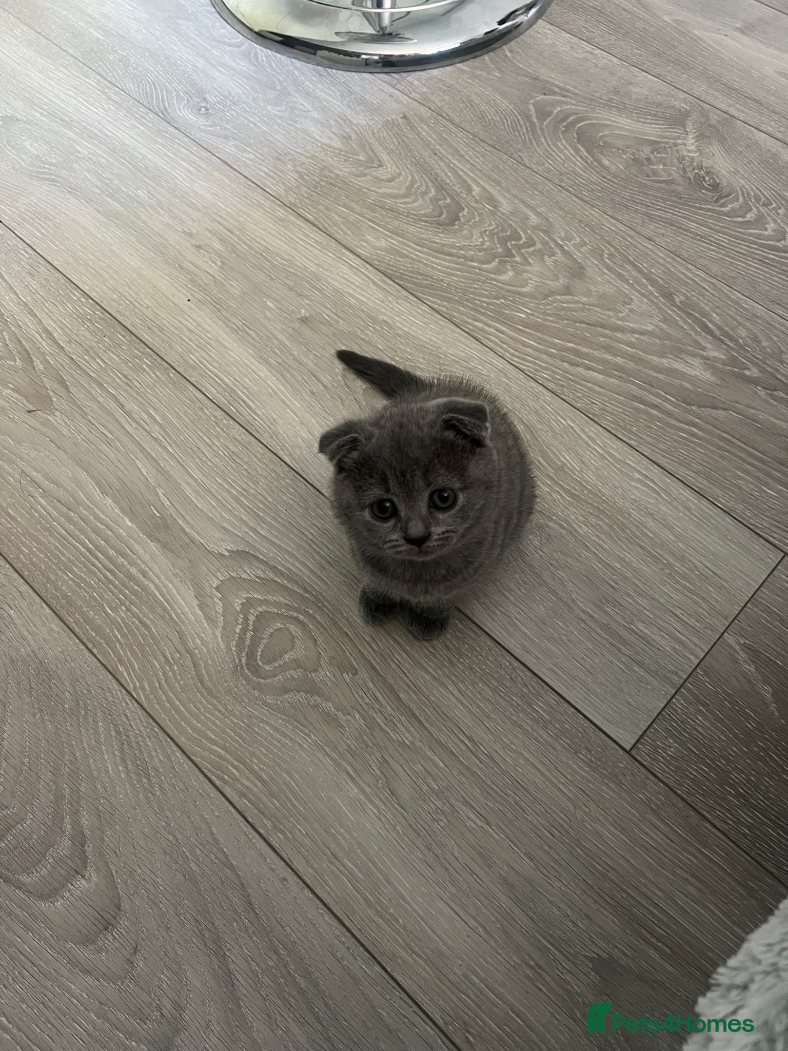 Scottish Fold cats for sale: 5 beautiful Scottish Fold’s kittens  - Advert 7