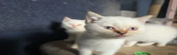 British Shorthair cats for sale: Beautiful British Shorthair girls available   in Basildon - Advert 14