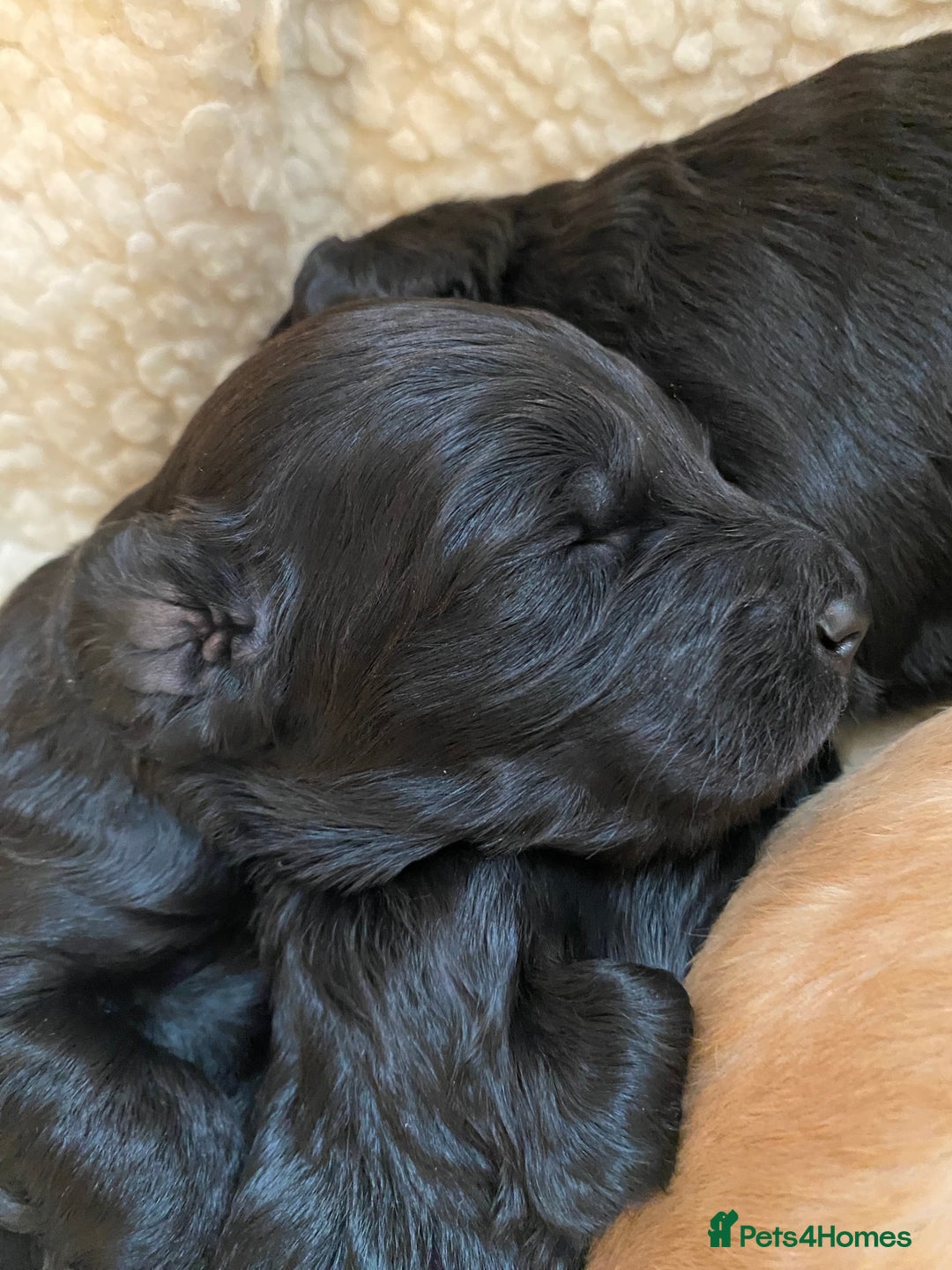 Goldendoodle dogs for sale: Gorgeous Goldendoodle Puppies - Image 5