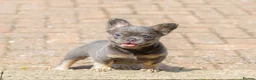 French Bulldog dogs for sale: Lovely fluffy frenchies - Advert 9