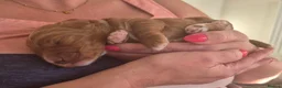 Cockapoo dogs for sale: Beautiful F1 cockapoos - 4 reserved! - Advert 18