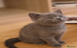British Shorthair cats for sale: Teddy-Soft Blue British Shorthair Kitten - Image 8