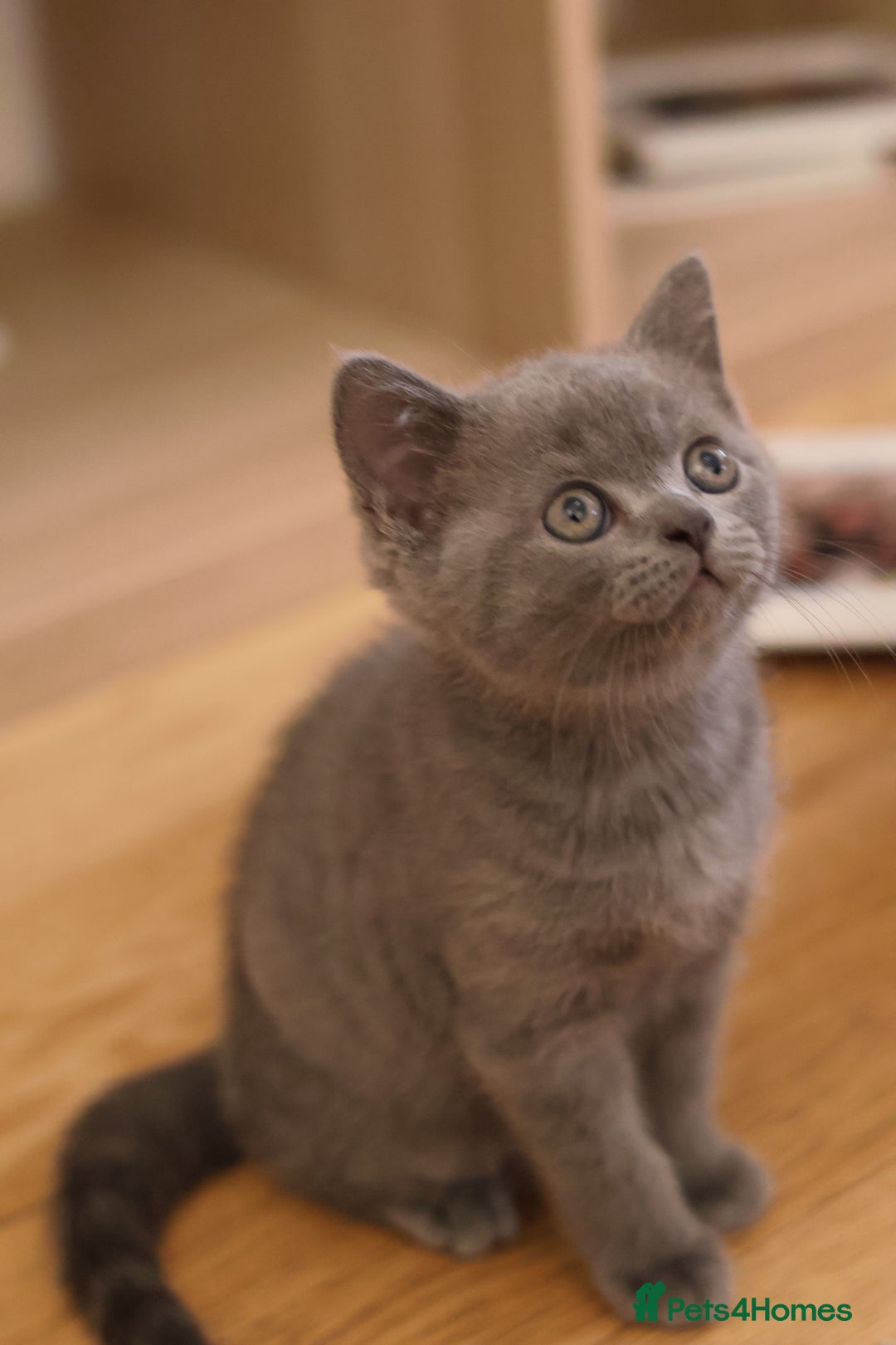 British Shorthair cats for sale: Teddy-Soft Blue British Shorthair Kitten - Image 8