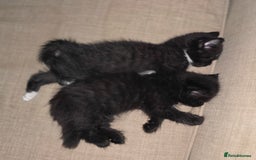 British Longhair cats for sale: 1 Male and 1 Female British Longhair cross kittens - Image 1