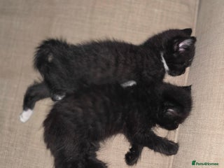 British Longhair cats - Advert 2