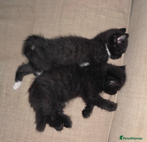 British Longhair cats - Advert 1