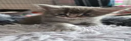 Maine Coon cats for sale:  Maine Coon Kittens Looking for Their newHomes 🐾 - Advert 11
