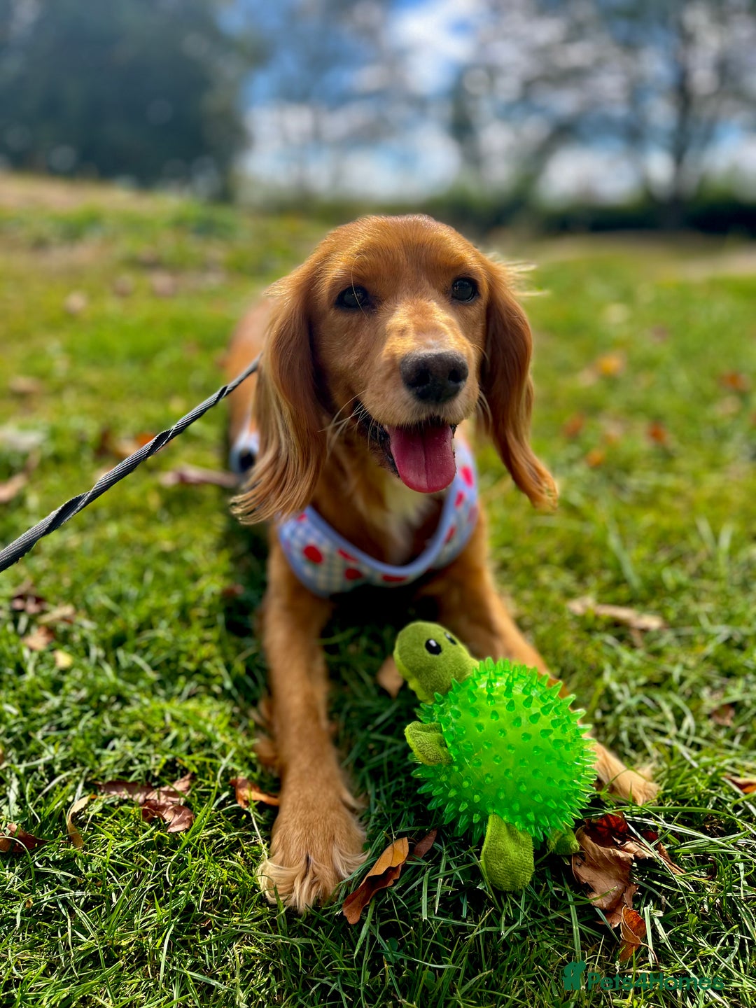 Mixed Breed dogs for sale: Cocker spaniel  - Advert 5