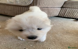 Samoyed dogs for sale: Samoyed puppies  - Image 2