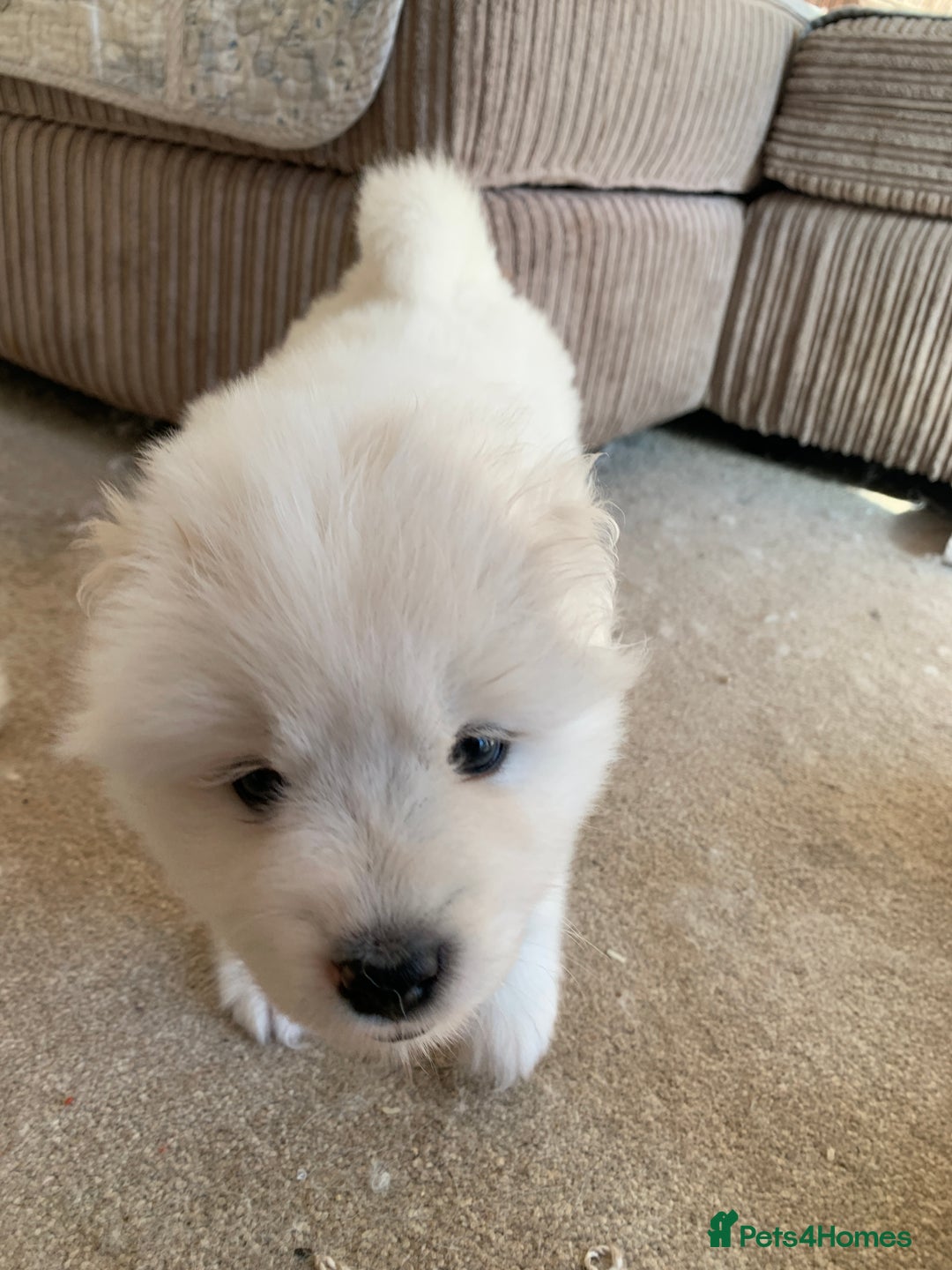Samoyed dogs for sale: Samoyed puppies  - Image 2