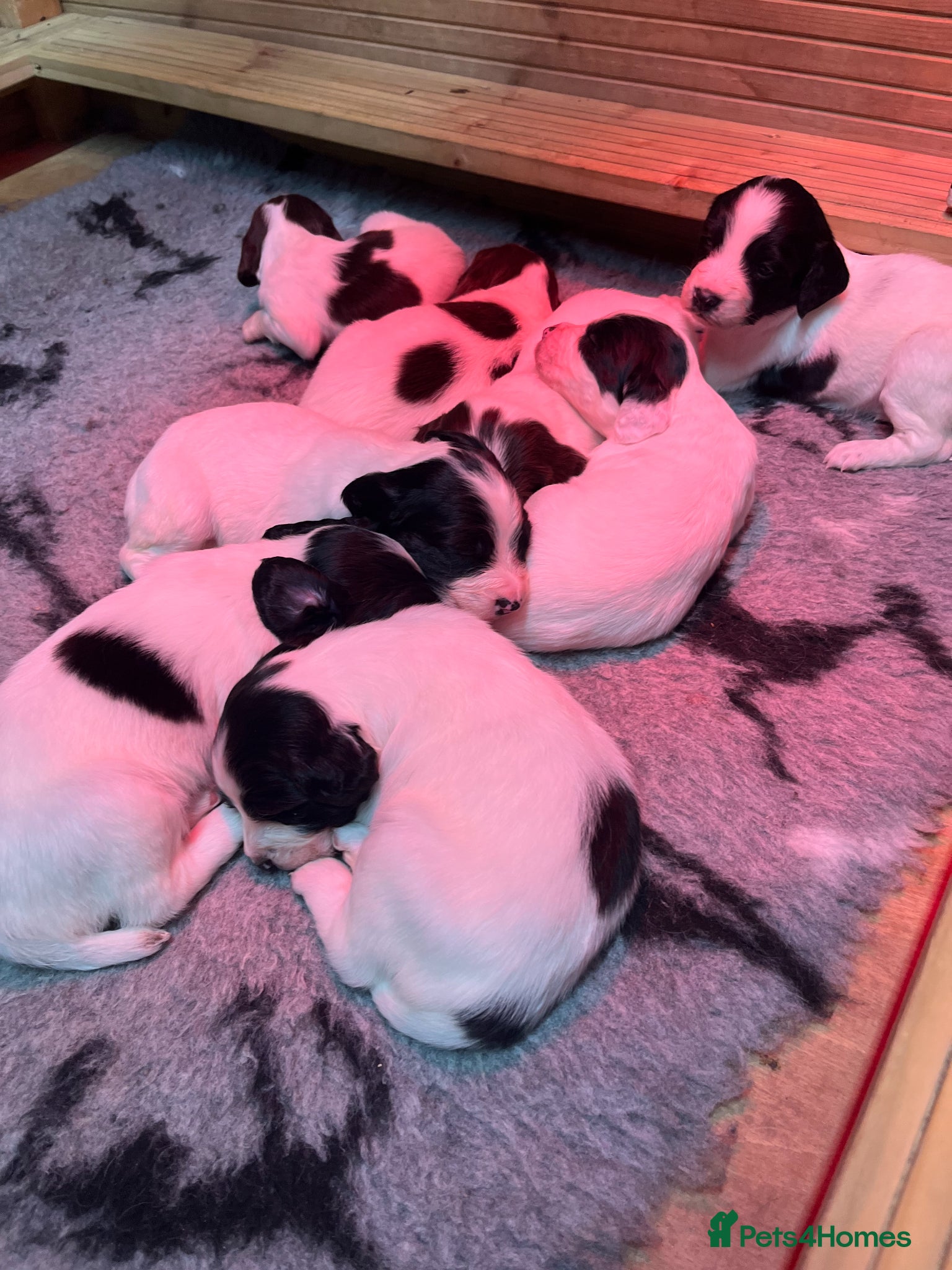 English Springer Spaniel dogs Quality English Springer Spaniel puppies for sale - Advert 2