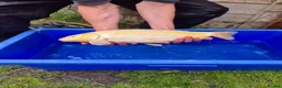 Koi Carp fish for sale: Pond closure - Advert 35
