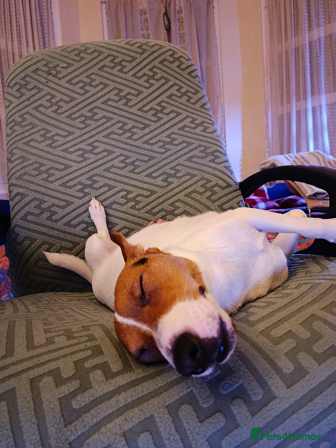 Jack Russell dogs for sale: 🤎🐶 Adorable Jack Russell Terrier Puppies✨ - Advert 30