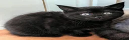Mixed Breed cats for sale: Mix breed kittens  - Advert 6