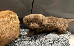 Cockapoo dogs for sale: 🩷READY TO LEAVE - Beautiful F1 Cockapoo pups  - Image 14