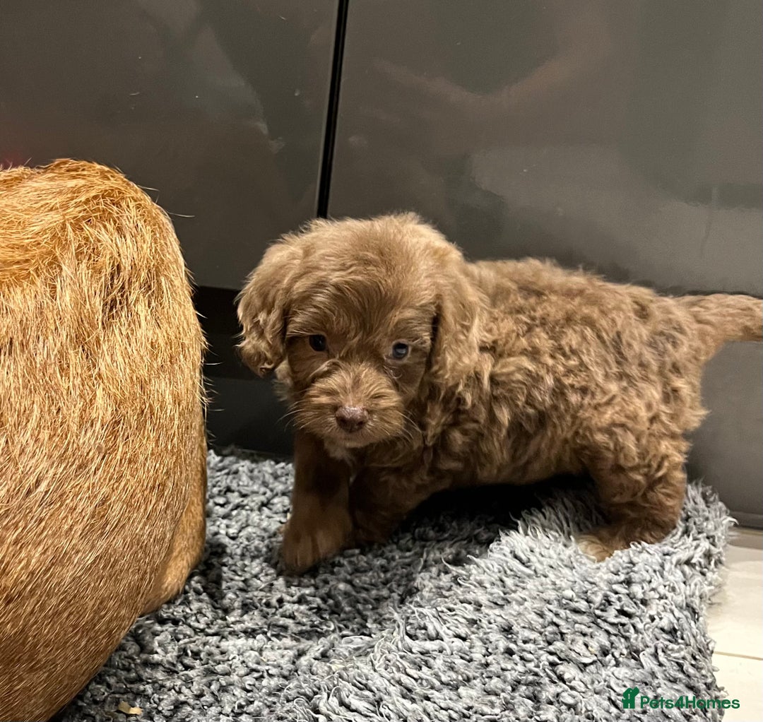 Cockapoo dogs for sale: 🩷READY TO LEAVE - Beautiful F1 Cockapoo pups  - Image 14
