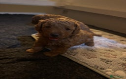 Cavapoochon dogs for sale: 1 male Cavapoochon for sale! - Image 5