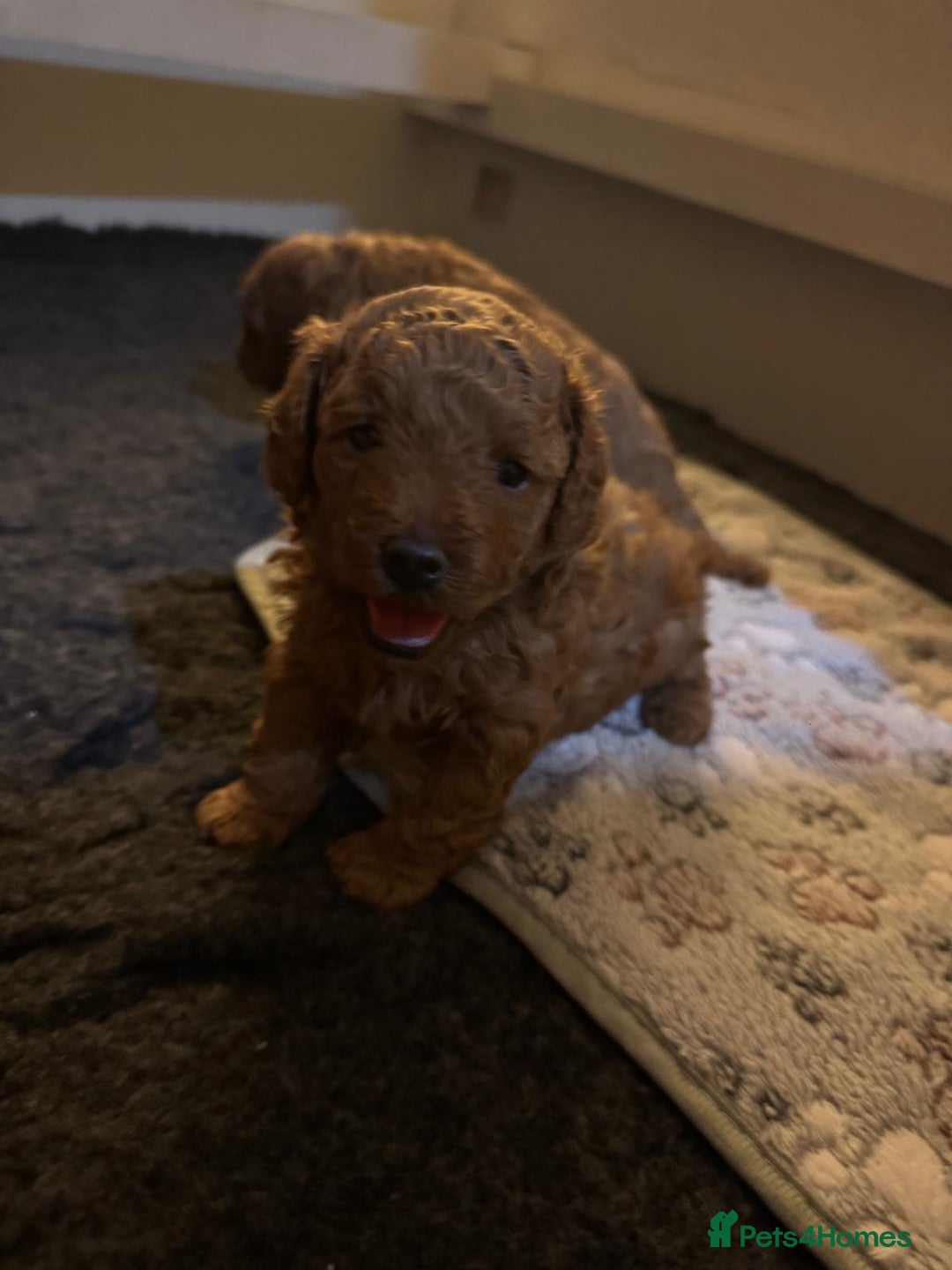 Cavapoochon dogs for sale: 1 male Cavapoochon for sale! - Image 5