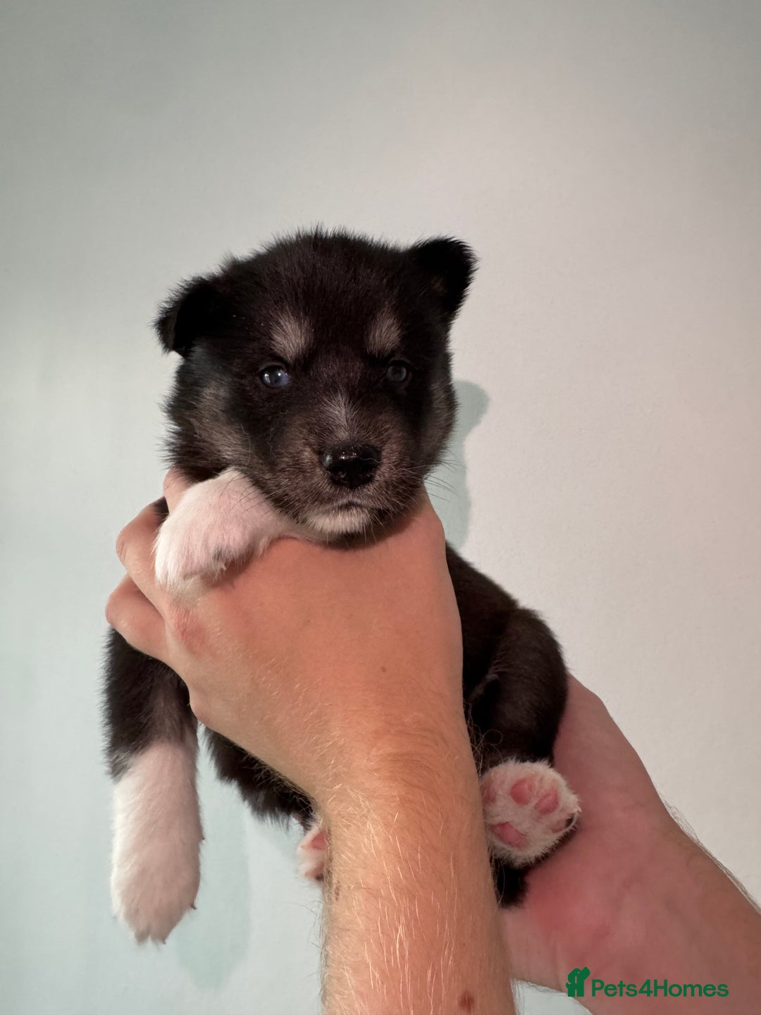 Siberian Husky dogs for sale: Beautiful Chunky Siberian Husky Puppies  - Image 34