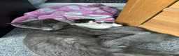 British Shorthair cats for sale: Adorable British shorthair cross kittens for sale in Chatham - Advert 3
