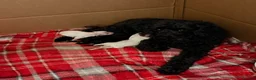 Maltipoo dogs for sale: Home raised Maltipoo puppies 2 boys, 3 girls in Chelmsford - Advert 7