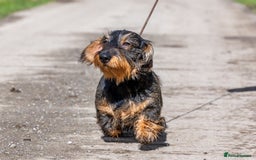 Dachshund dogs for sale: Wirehaired dachshund pending  - Image 6