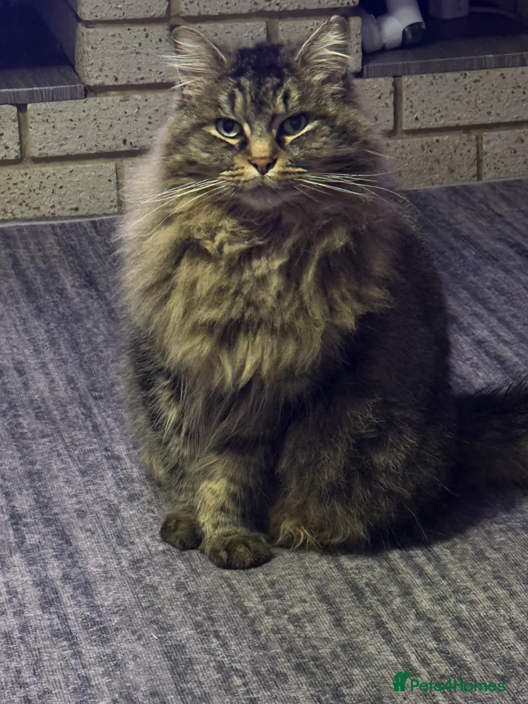 Maine Coon cats for sale: Maine coon cat - Advert 1