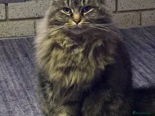 Maine Coon cats Maine coon cat - Advert 5