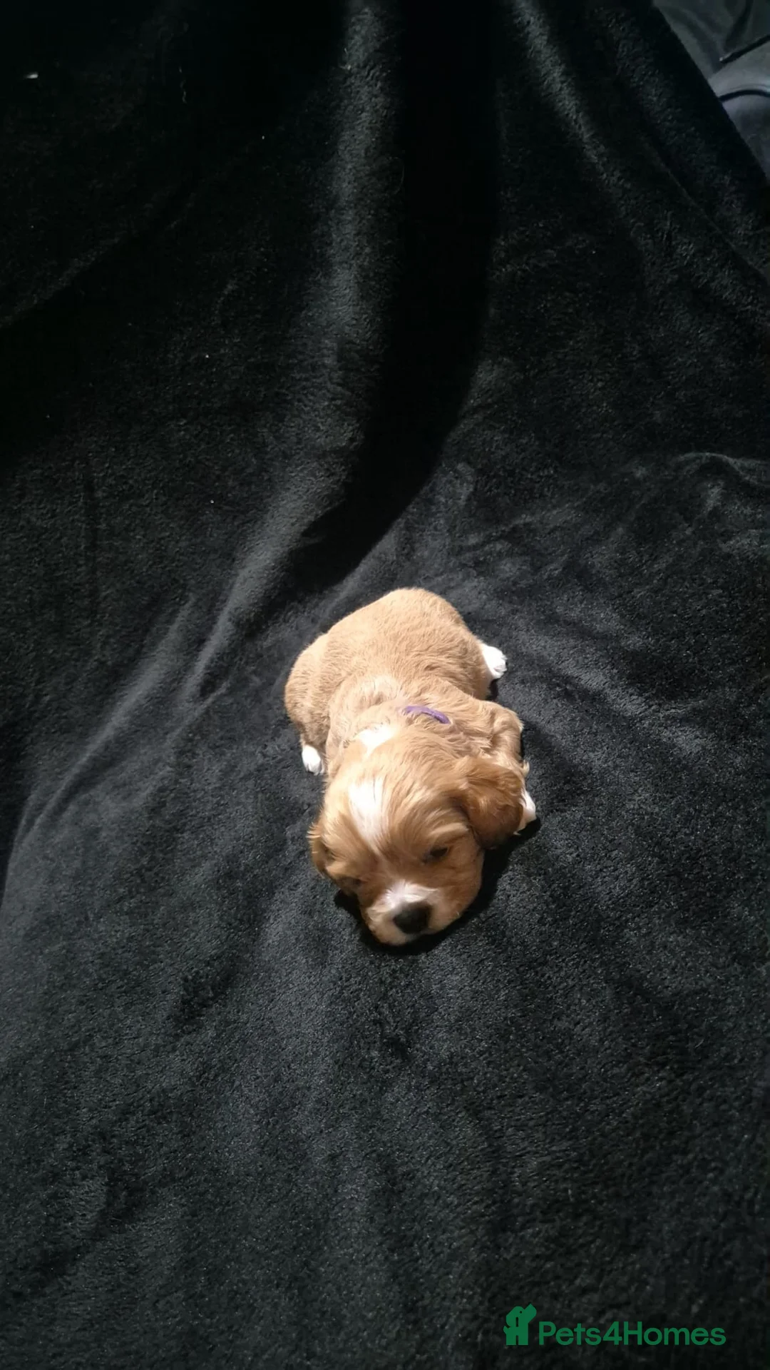 Mixed Breed dogs for sale: Cava tzu puppies - Advert 4