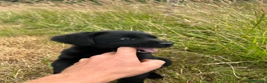 Labrador Retriever 1