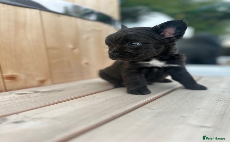 French Bulldog dogs - Advert 16
