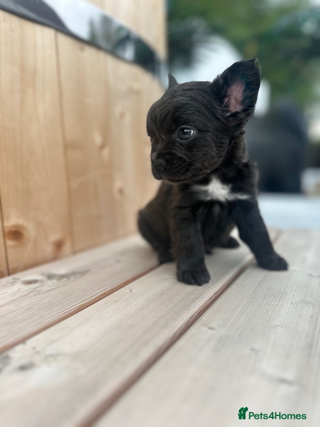 French Bulldog dogs for sale: 2 male French bull dog puppies  - Image 1