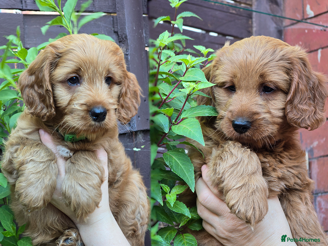 Cockapoo dogs ✅READY ✨F1 Cockapoo Puppies✨ Leeds📍 - Advert 1
