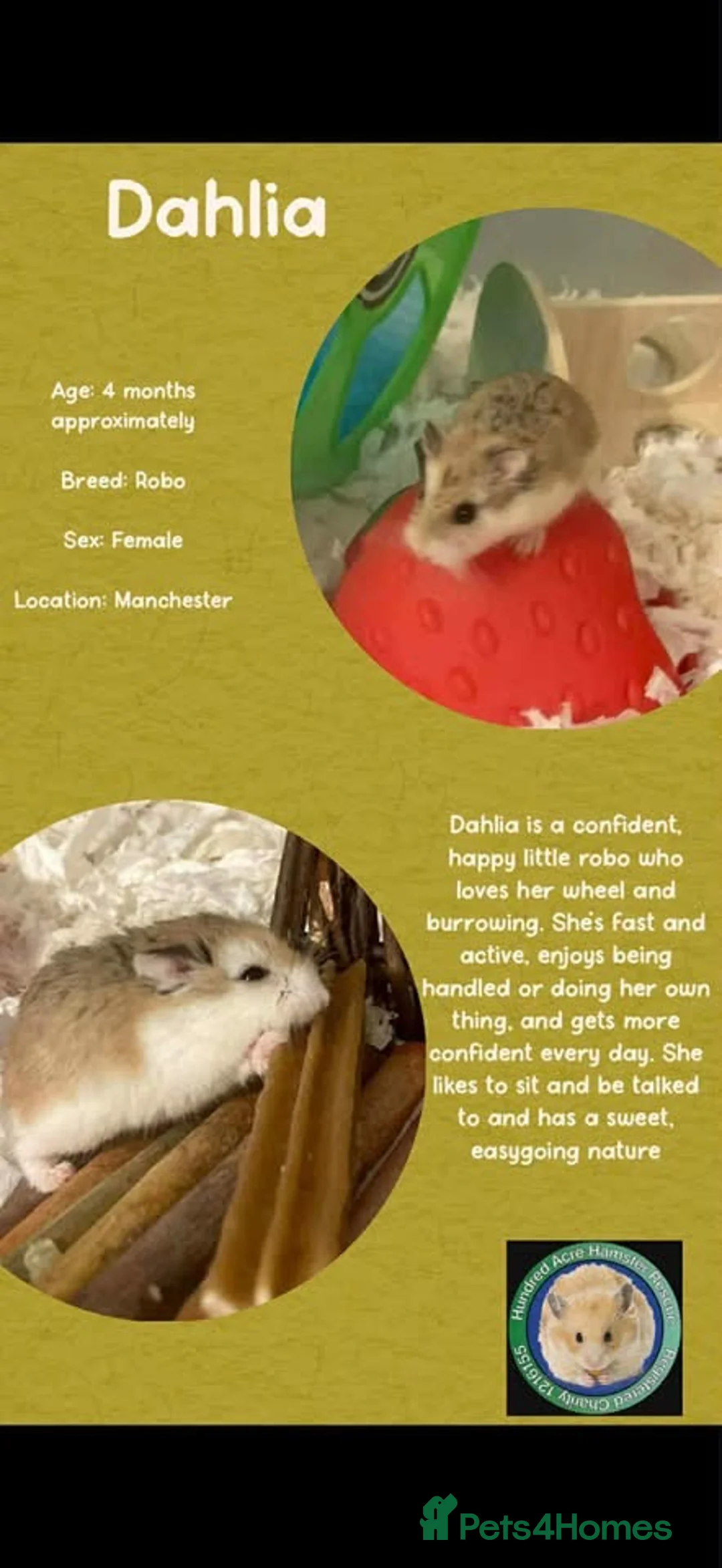 Hamster rodents for sale: Hamsters for adoption  - Advert 8
