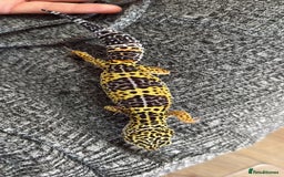 Mixed Breed reptiles for sale: Beautiful leopard gecko with full set up  - Image 1