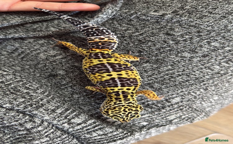 Mixed Breed reptiles - Advert 1