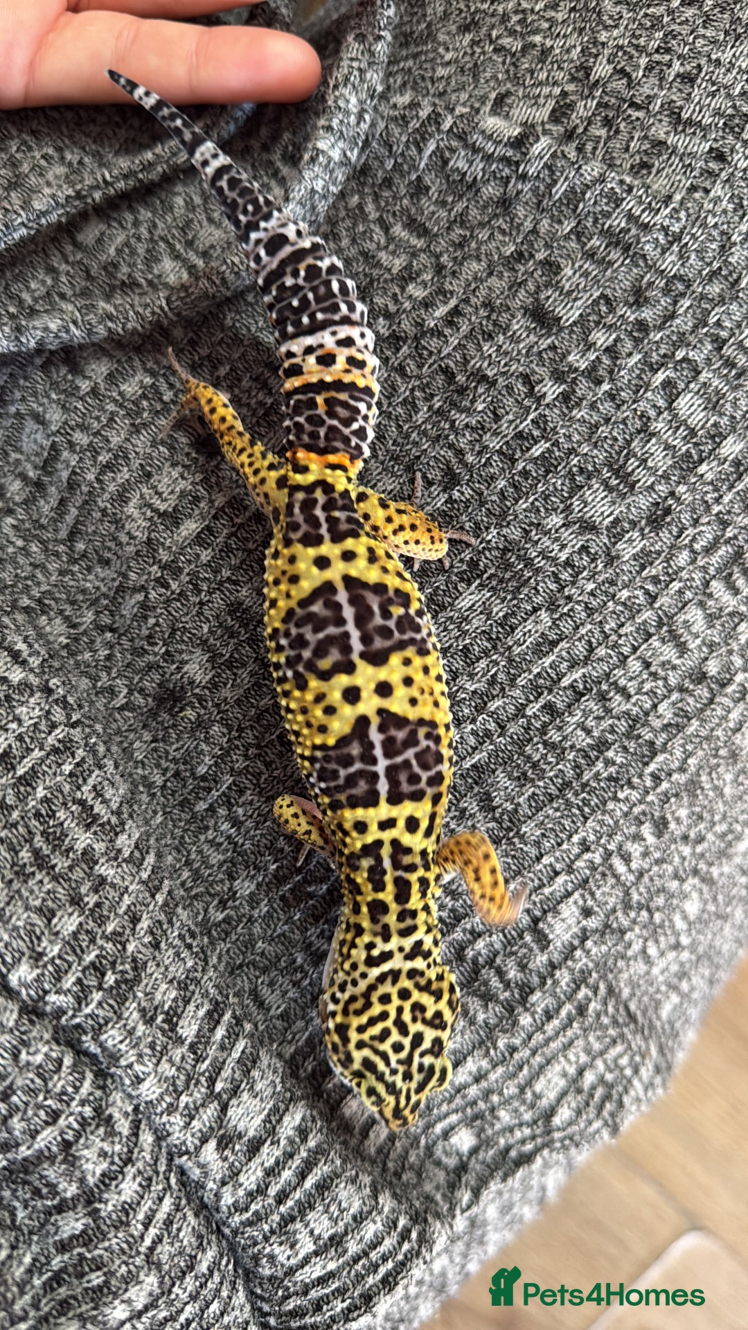 Mixed Breed reptiles for sale: Beautiful leopard gecko with full set up  - Image 1