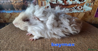 Guinea Pig rodents in Mablethorpe - Advert 12