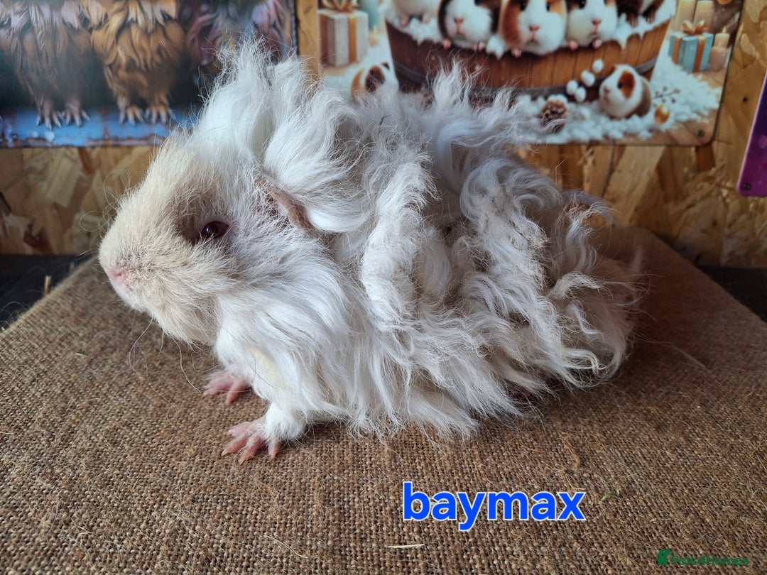 Guinea Pig rodents for sale: Lunkarya guinea pigs in Mablethorpe - Image 2