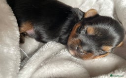 Yorkshire Terrier dogs for sale: Gorgeous Tiny Yorkshire terrier puppy  - Image 4