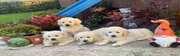 Golden Retriever dogs for sale: CHUNKY GOLDEN RETRIEVER PUPPIES AVAILABLE £1450 - Advert 7