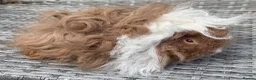 Guinea Pig rodents for sale: Purebred Lunkarya - Advert 5