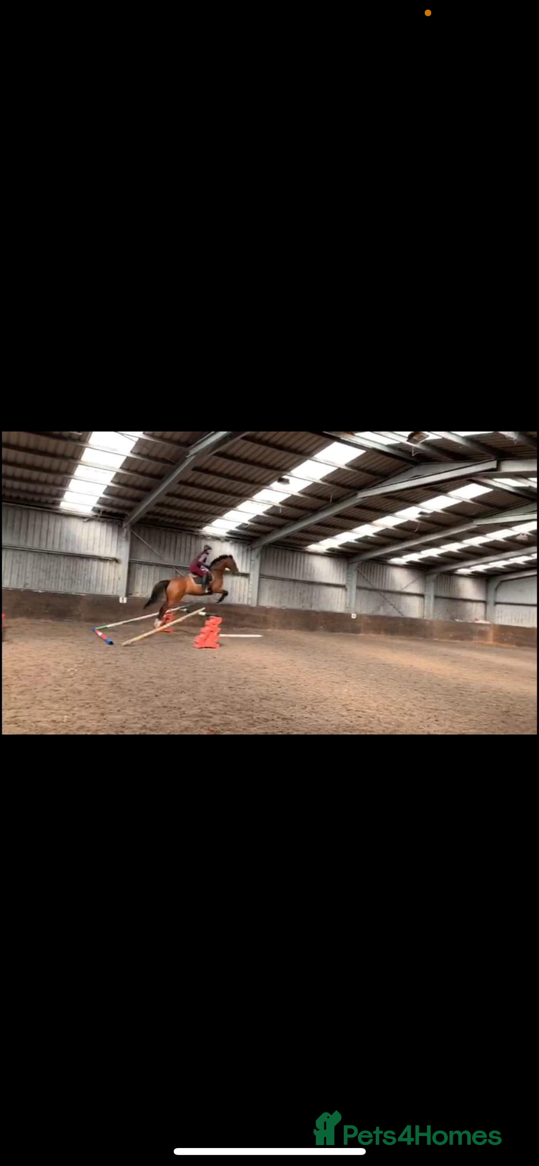 English Thoroughbred horses for sale: 15.3/4 16 year old tb mare  - Image 5