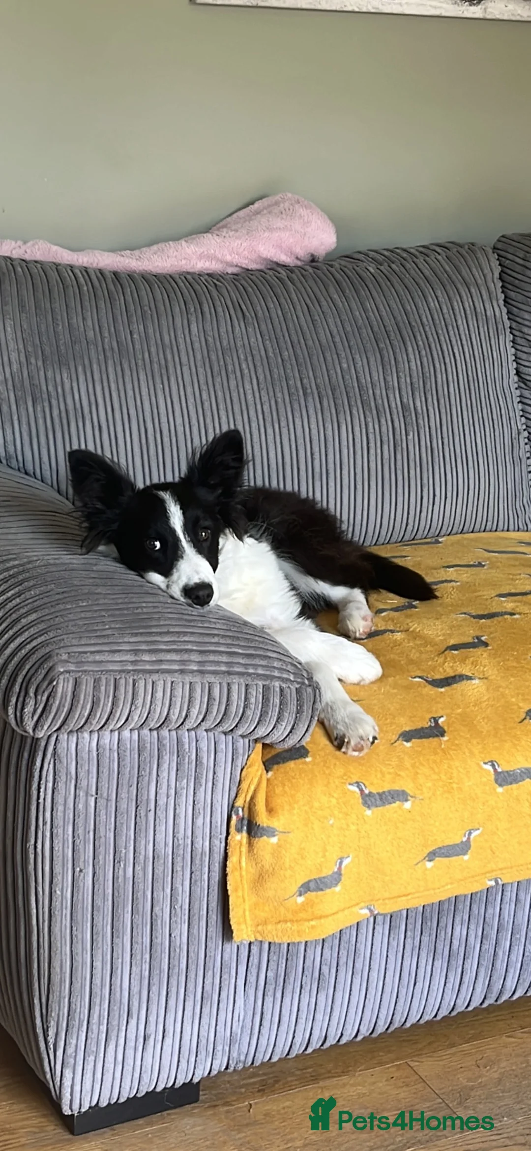 Border Collie dogs for sale: Border collie male pup 6 months  in Somerton - Advert 1
