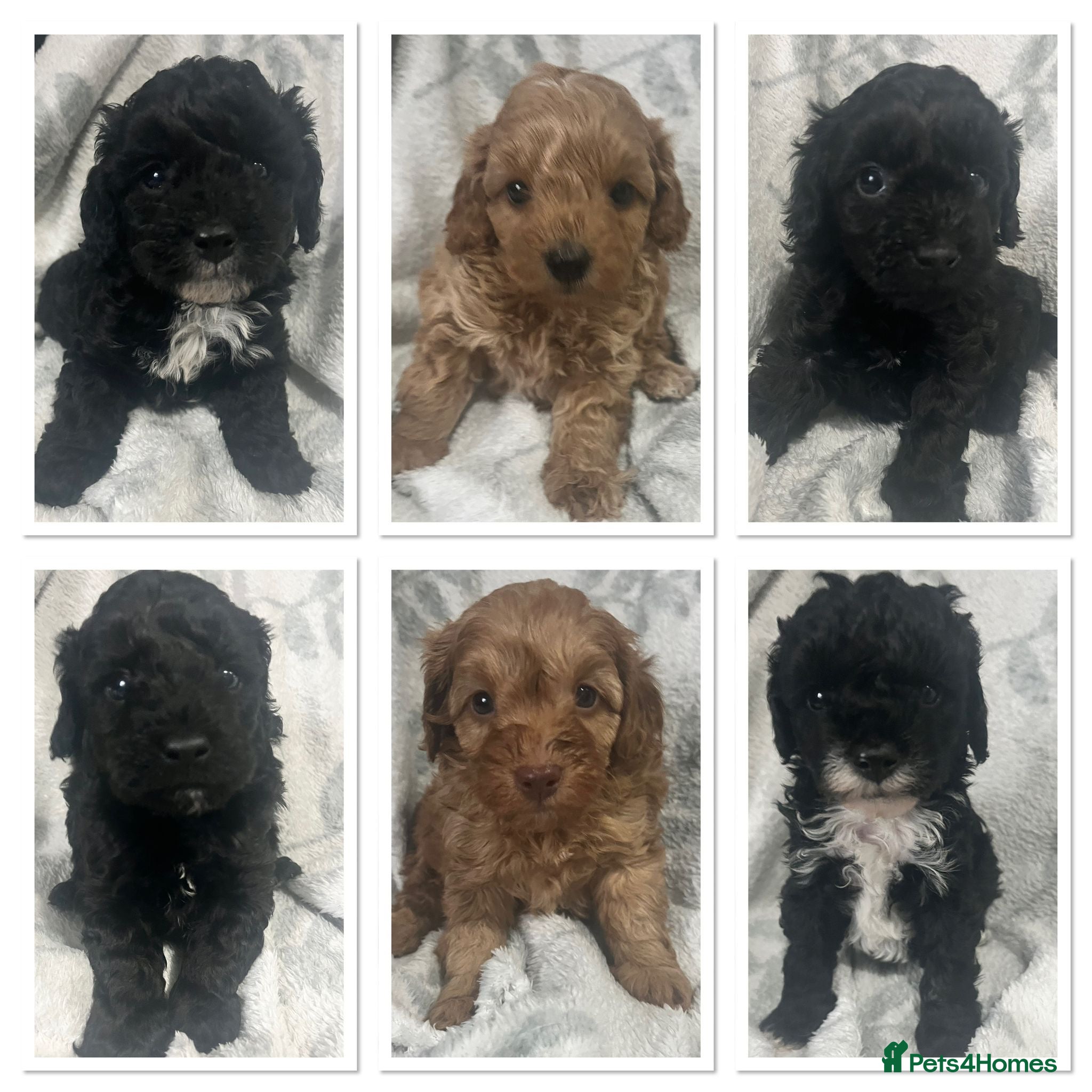 Cavapoo dogs Adorable toy cavapoo puppies health tested  - Advert 1
