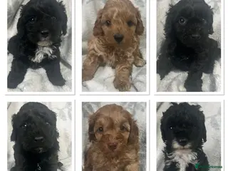 Cavapoo dogs Adorable toy cavapoo puppies health tested - Advert 1