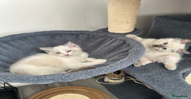 Ragdoll cats - Advert 13