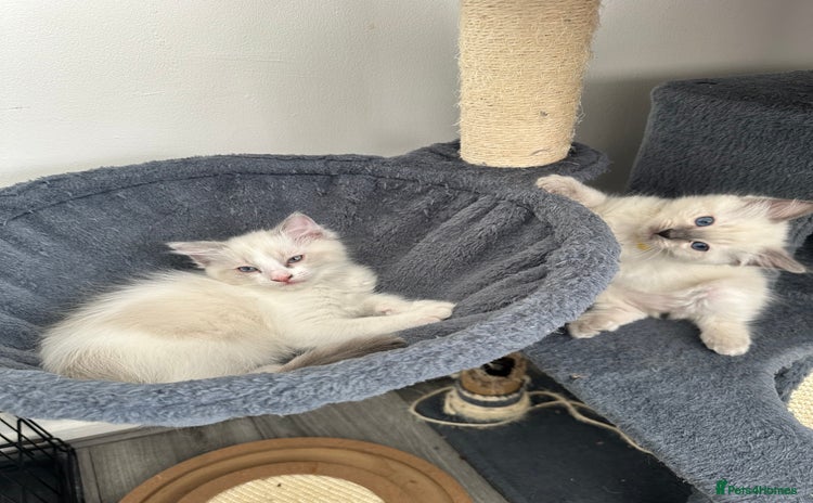 Ragdoll cats - Advert 12