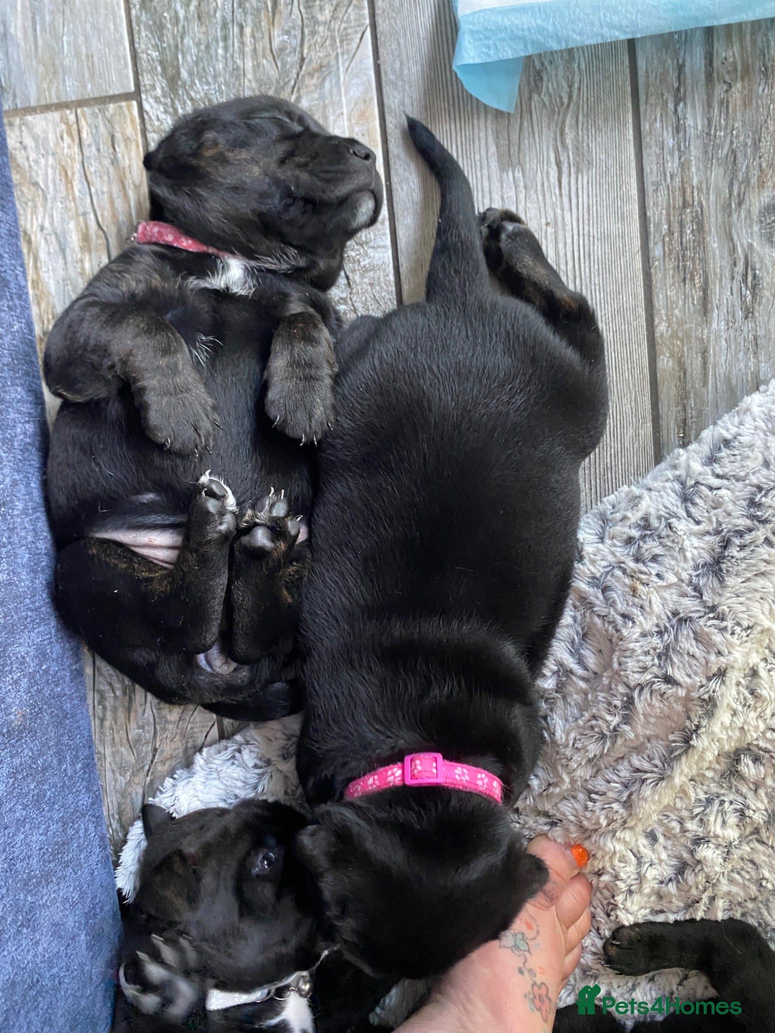 Mixed Breed dogs STAFFWEILER PUPPIES - Advert 2